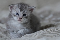 Femelle Maine Coon silver disponible