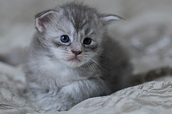 Chaton Maine Coon disponible
