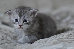 Femelle bleue silver disponible
