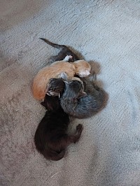 Portée Maine Coon disponible
