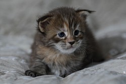 Maine Coon à vendre