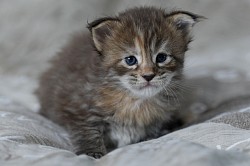 Maine Coon disponible