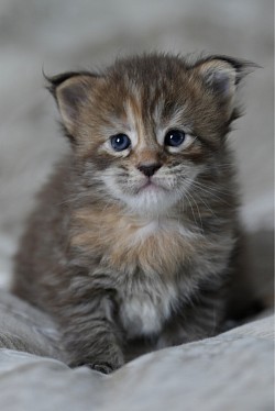 Maine coon tortie en vente