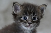 Femelle brown maine coon