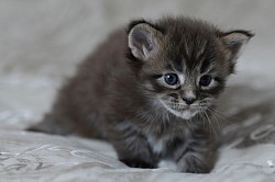 Maine Coon brown