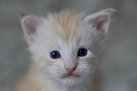 Maine Coon roux à vendre