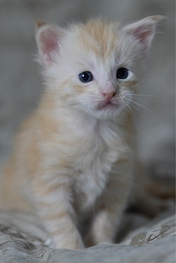 Maine Coon Red à vendre