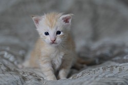 Maine Coon red en vente
