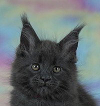 Femelle Maine Coon bleue solide