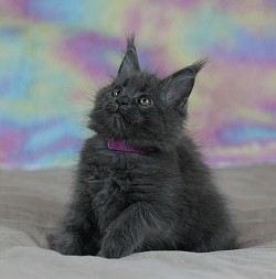 Maine coon à vendre