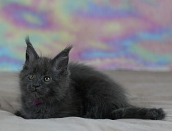Maine coon en Walonnie