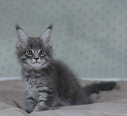 Maine Coon dillué