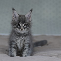 Maine Coon dispo