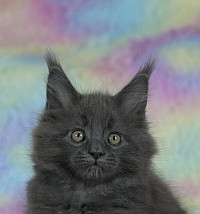 Portrait Maine Coon