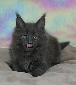 Chat qui fait la grimace