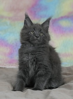 Chaton mignon