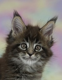 Maine Coon brown