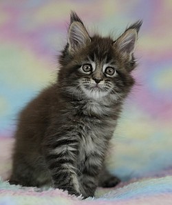 Maine coon brown blotched tabby