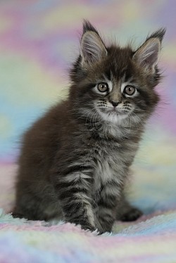 Maine Coon pour élevage