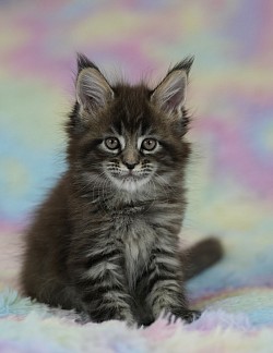 Maine Coon 1 mois et demi