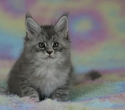 Chaton maine coon