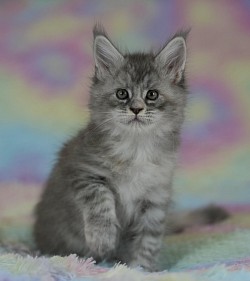 Chaton silver