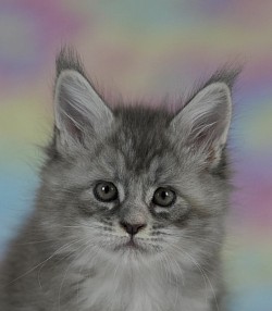 Maine coon disponible