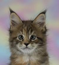 Maine Coon tortie