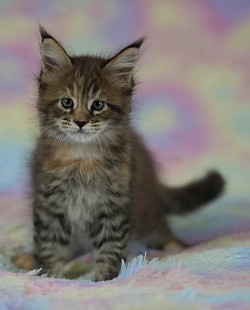 Maine Coon brown tortie