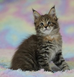 Maine Coon tortie