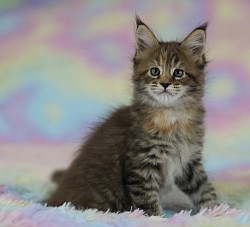 Chaton tortie