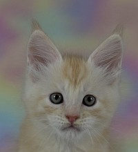 Maine Coon roux