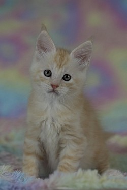 Maine Coon red