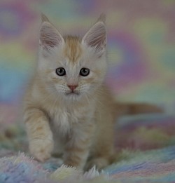 Maine Coon red silver mackerel tabby