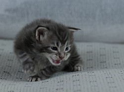 Maine Coon Red silver mackerel tabby