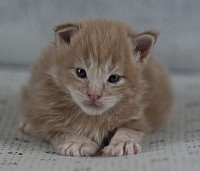 Femelle brown maine coon
