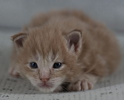 Maine Coon brown