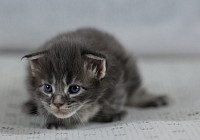 Femelle brown tortie disponible Maine Coon