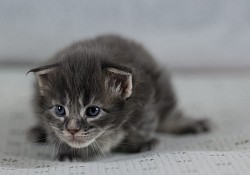 Maine Coon disponible