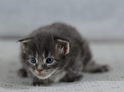Maine coon tortie en vente