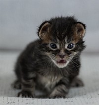 Femelle bleue silver tortie disponible