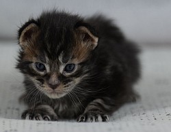Femelle Maine Coon silver disponible