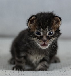 Chaton Maine Coon disponible