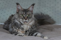 Maine Coon bleue silver tortie tabby