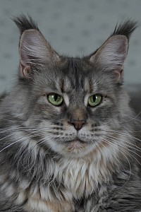 Maine Coon bleu silver tortie