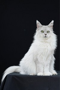 Maine Coon Chinchilla