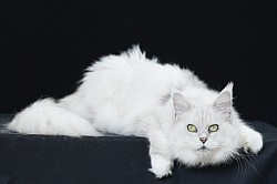 Maine Coon black silver chinchilla