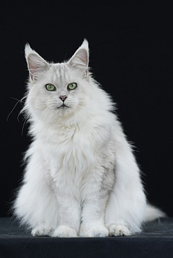 Maine Coon black silver shaded chinchila