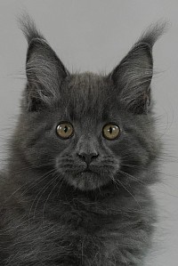 Femelle Maine Coon bleue solide