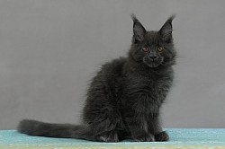 Maine coon à vendre